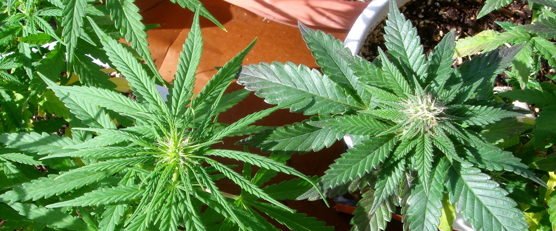 Which hybrids are indica dominant?