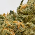 What hybrid strains are indica dominant?