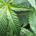 What is hybrid cannabis like?