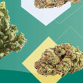 Which is the best hybrid strain?