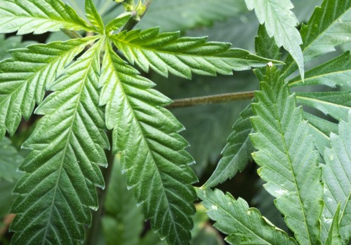 What is hybrid cannabis like?
